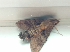 Macroglossum divergens