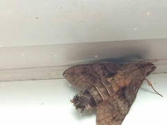 Macroglossum divergens