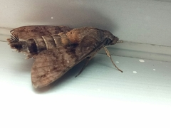 Macroglossum divergens