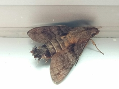 Macroglossum divergens