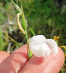 Hesperantha bachmannii