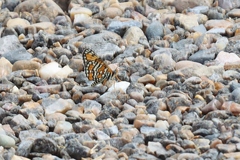Chlosyne definita