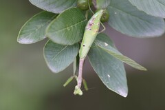 Stagmomantis resacae