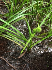 Sparganium americanum