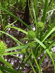 Sparganium americanum