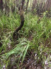 Sparganium americanum