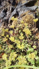 Sedum oreganum