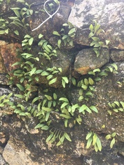 Pyrrosia adnascens