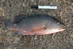 Lutjanus argentimaculatus