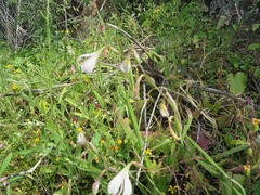 Hesperantha bachmannii