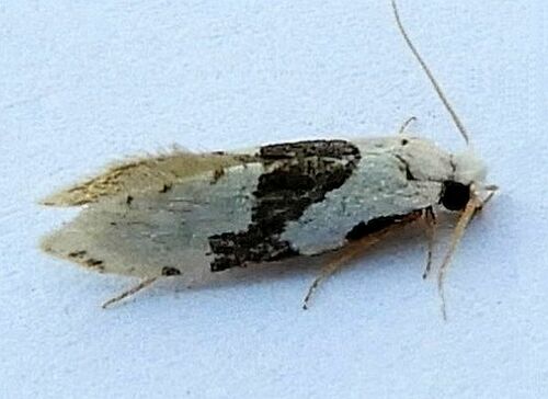 Barred White Clothes Moth photo 2