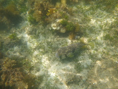 Dicotylichthys punctulatus