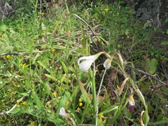 Hesperantha bachmannii