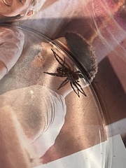 Nyssus albopunctatus