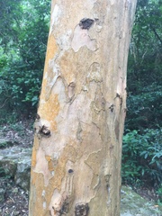 Cratoxylum cochinchinense