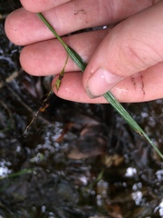 Carex debilis