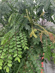 Adenanthera