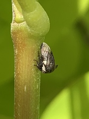 Membracidae