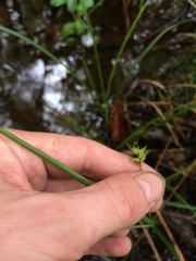 Carex elliottii