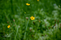 Ranunculus acris