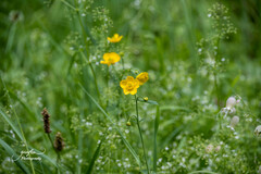 Ranunculus acris
