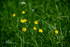Ranunculus acris
