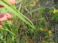 Hesperantha bachmannii