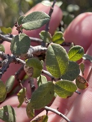Rhamnus