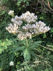 Eupatorium lindleyanum