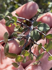 Rhamnus