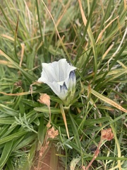 Gentiana algida