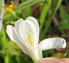 Hesperantha bachmannii