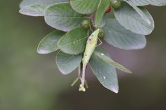 Stagmomantis resacae