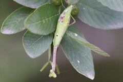 Stagmomantis resacae