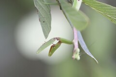 Stagmomantis resacae