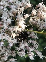 Eupatorium lindleyanum