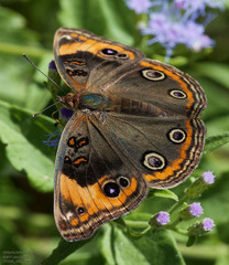 Junonia stemosa