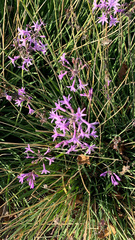 Tulbaghia violacea