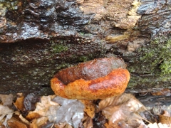 Phellinus nigricans