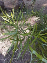 Muehlenbeckia platyclada