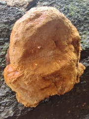 Phellinus nigricans