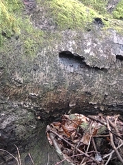 Phellinus nigricans