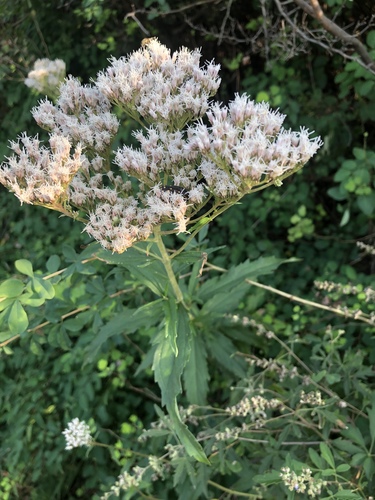 Eupatorium lindleyanum iNat (1)