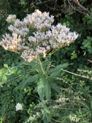 Eupatorium lindleyanum