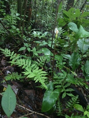 Peltandra sagittifolia