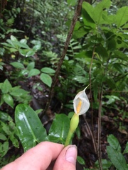 Peltandra sagittifolia