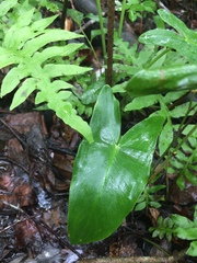 Peltandra sagittifolia