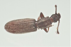 Oryzaephilus