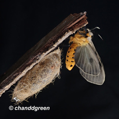 Amsactoides guangxica