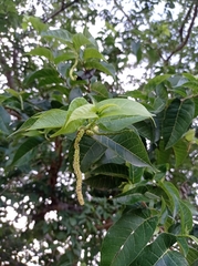 Maclura tinctoria